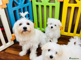 Maltese dogs - Advert 9