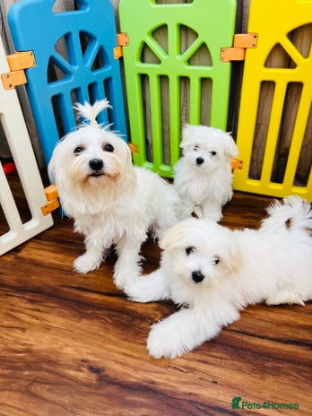 Maltese dogs - Advert 14