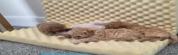 Mixed Breed dogs for sale: Cavapoochon puppies  - Advert 9
