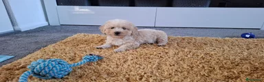 Toy Poodle 1