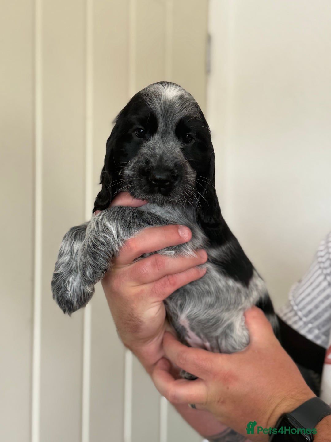Cocker Spaniel dogs for sale: Beautiful litter of Show Cockers - 5 remaining - Image 32