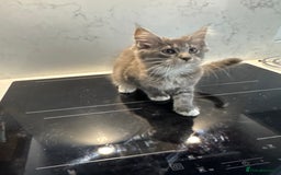 Maine Coon cats for sale: GCCF Registered Kittens. Beautiful lively kittens  - Image 29