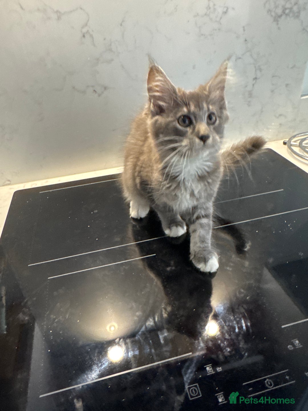 Maine Coon cats for sale: GCCF Registered Kittens. Beautiful lively kittens  - Image 29
