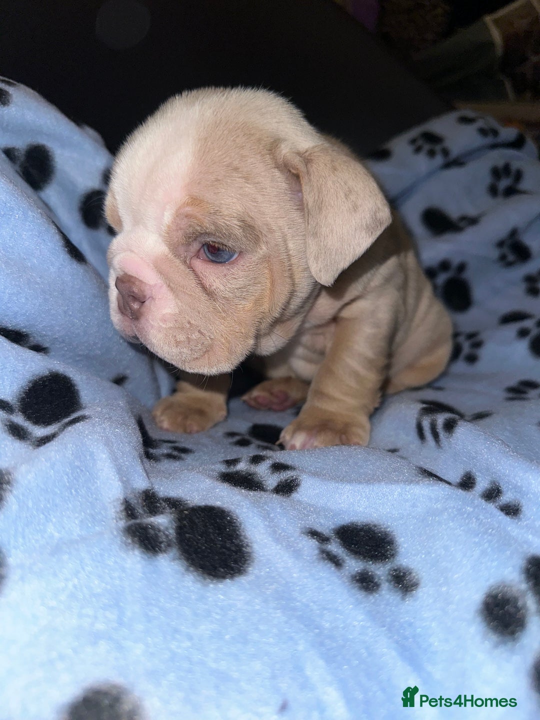 English Bulldog dogs for sale: ‼️ENGLISH BULLDOG PUPS WITH AMERICAN BLOODLINE‼️ - Advert 11