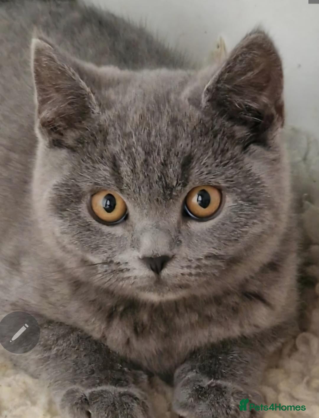 British Shorthair cats Gorgeous litter British Shorthair kittens  - Advert 1