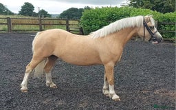 Welsh Section A horses for sale: Palomino welsh section A mare. 4yo - Image 3