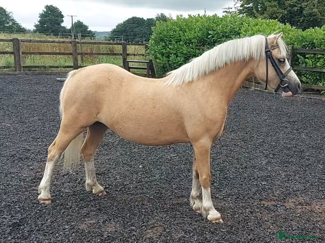Welsh Section A horses for sale: Palomino welsh section A mare. 4yo - Image 3
