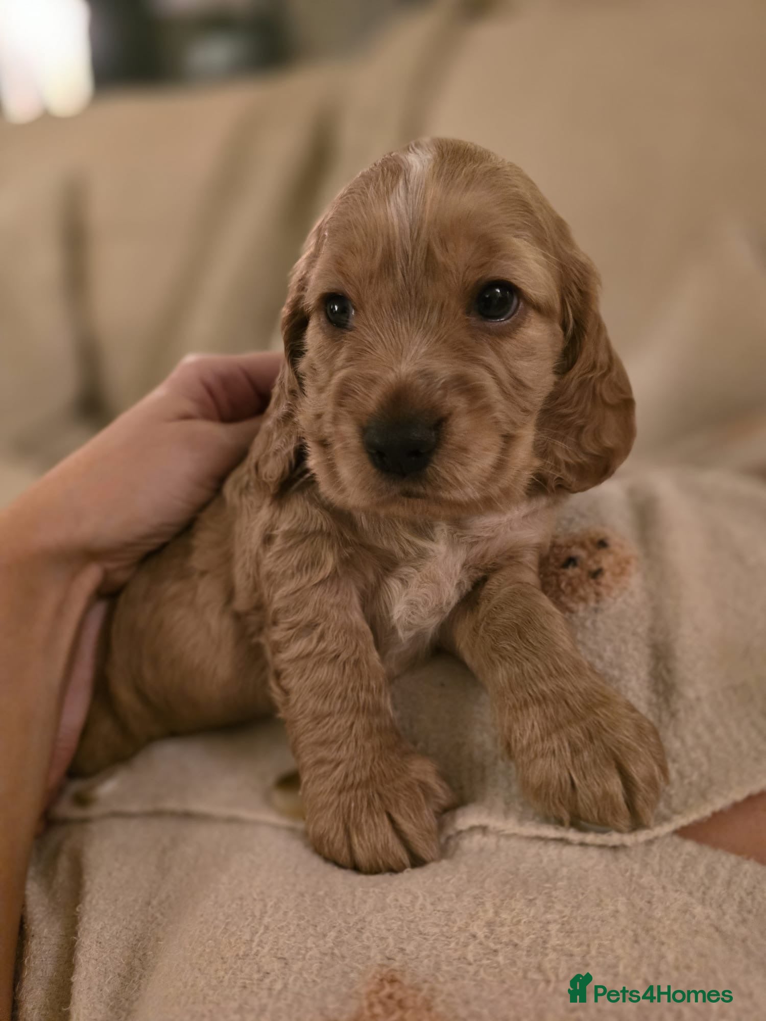 Cocker Spaniel dogs Lovely natured spaniel puppies - Advert 6