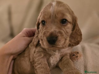 Cocker Spaniel dogs Lovely natured spaniel puppies - Advert 6