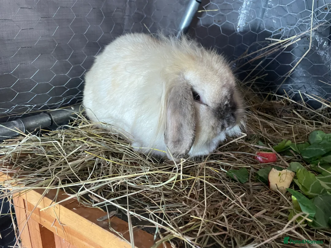 Mini Lion Lop rabbits for sale: Female bonded pair. Mini lion lops  - Advert 5