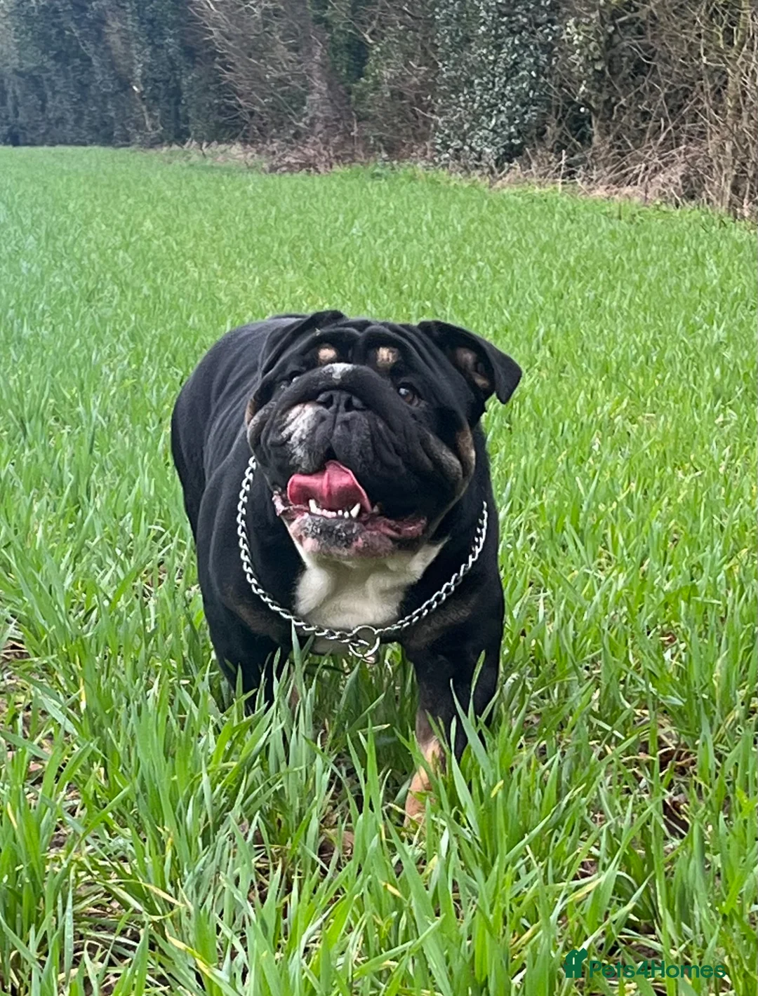 English Bulldog dogs for stud: English bulldog stud  - Advert 2