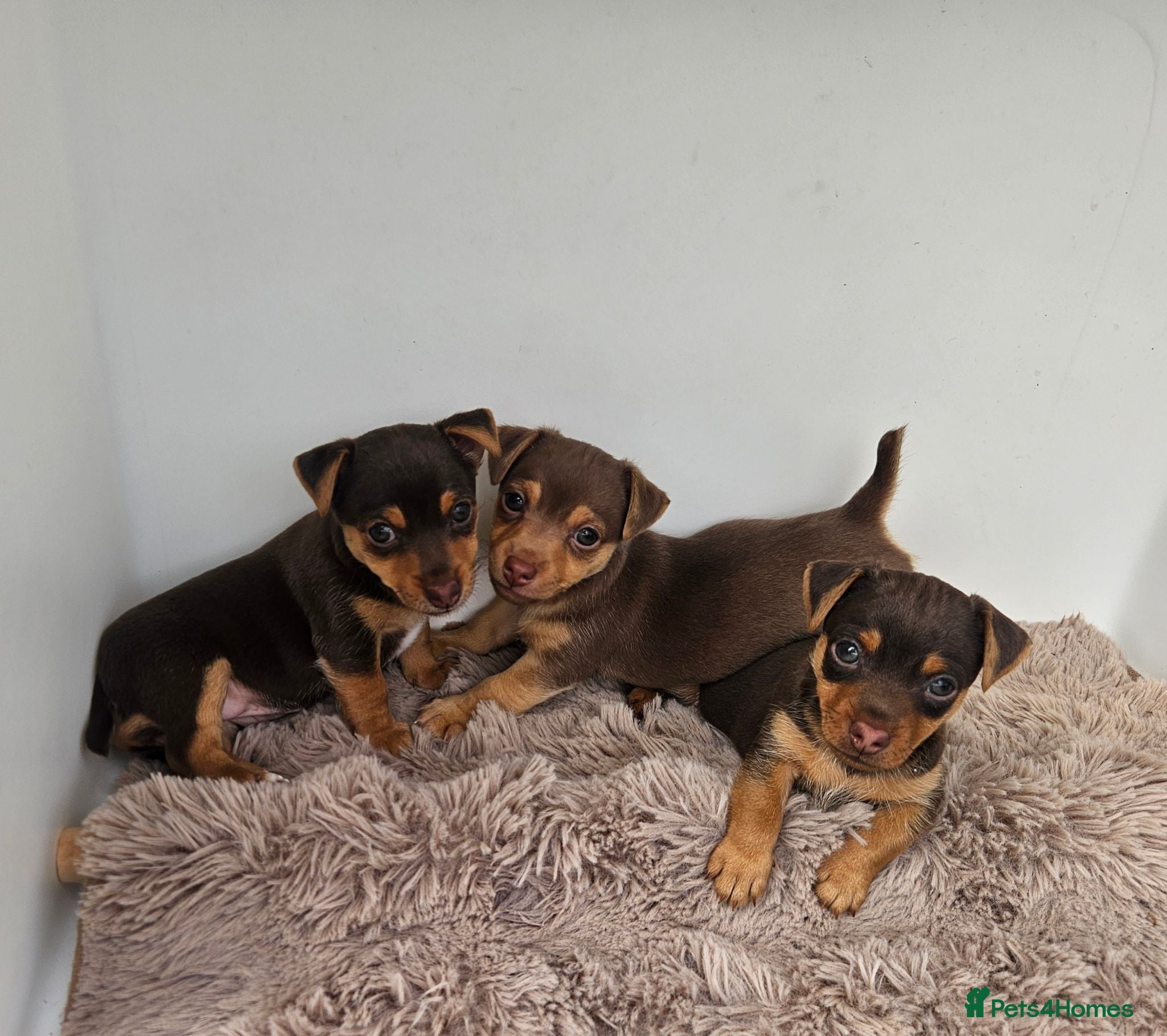 Jack Russell dogs  chocolate Jack Russell Puppies for Sale. - Advert 6