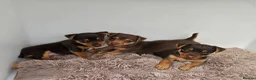 Jack Russell dogs for sale: Adorable Litter of 3 Jack Russell Puppies for Sale - Advert 4