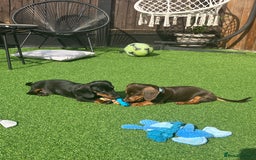 Miniature Dachshund dogs for sale: Chocolate & Tan Girl - Image 3