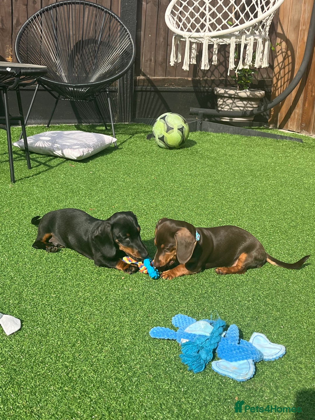 Miniature Dachshund dogs for sale: Chocolate & Tan Girl - Image 3