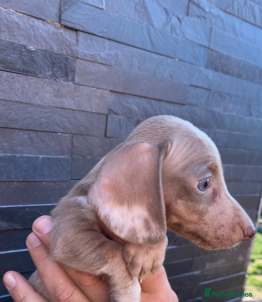 Miniature Dachshund dogs for sale: Miniature dachshunds READY NOW - Advert 27
