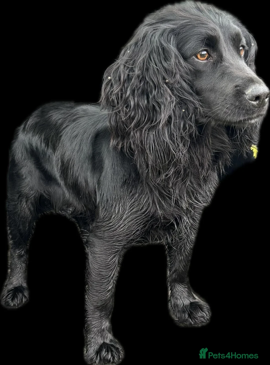 Cocker Spaniel dogs for sale: Cocker spaniel pups for sale - Advert 1