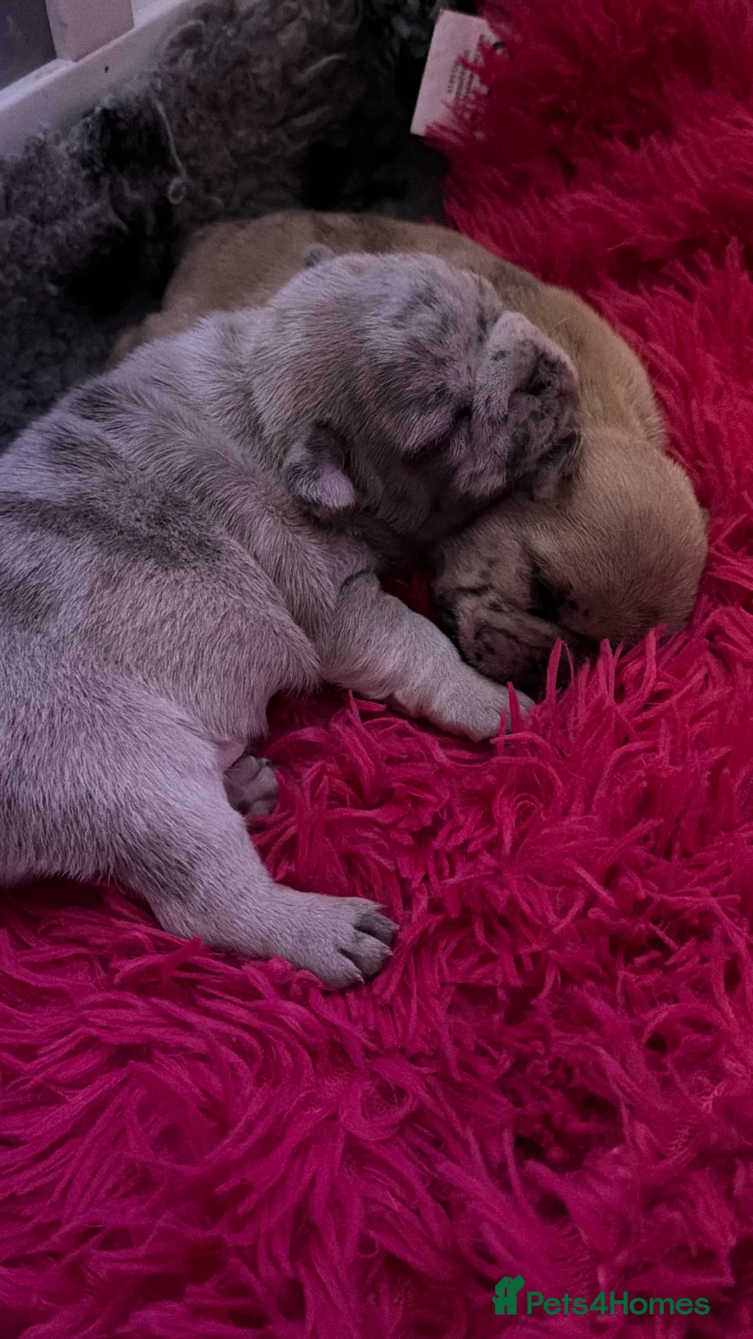 French Bulldog dogs for sale: French bulldog puppies  - Advert 15