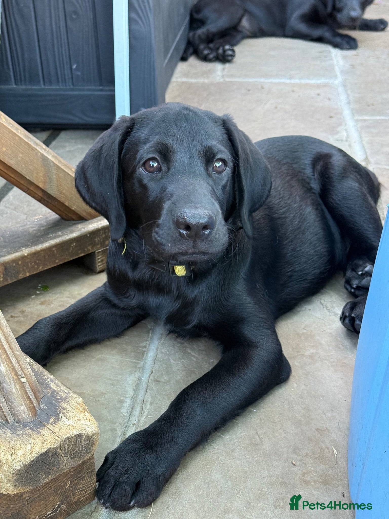 Labrador Retriever dogs Labrador puppies  - Advert 1