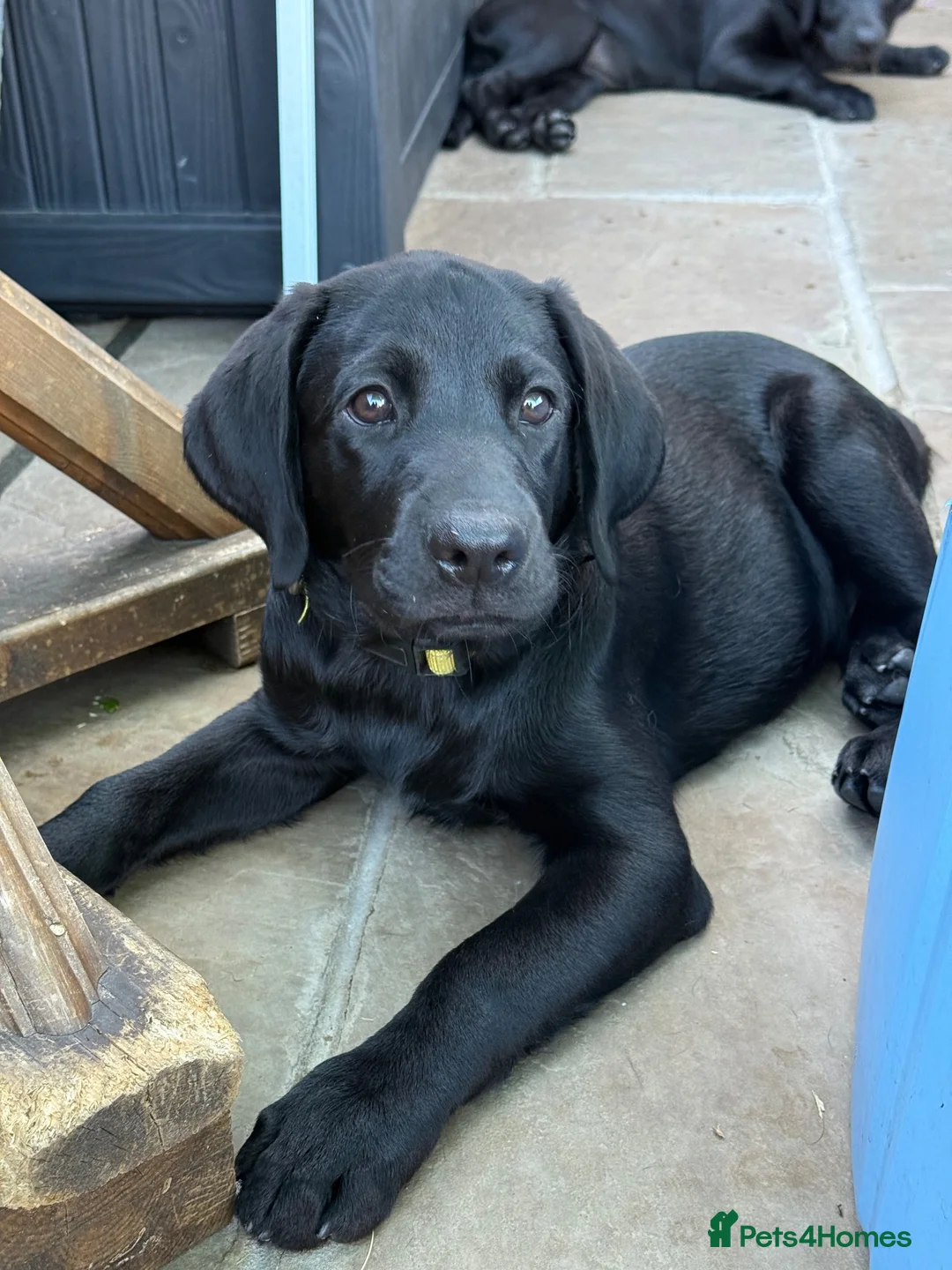 Labrador Retriever dogs for sale: Labrador puppies  - Advert 1