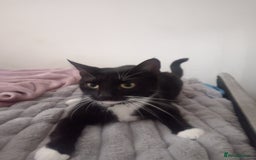 European cats for sale: Looking for new home - Image 4