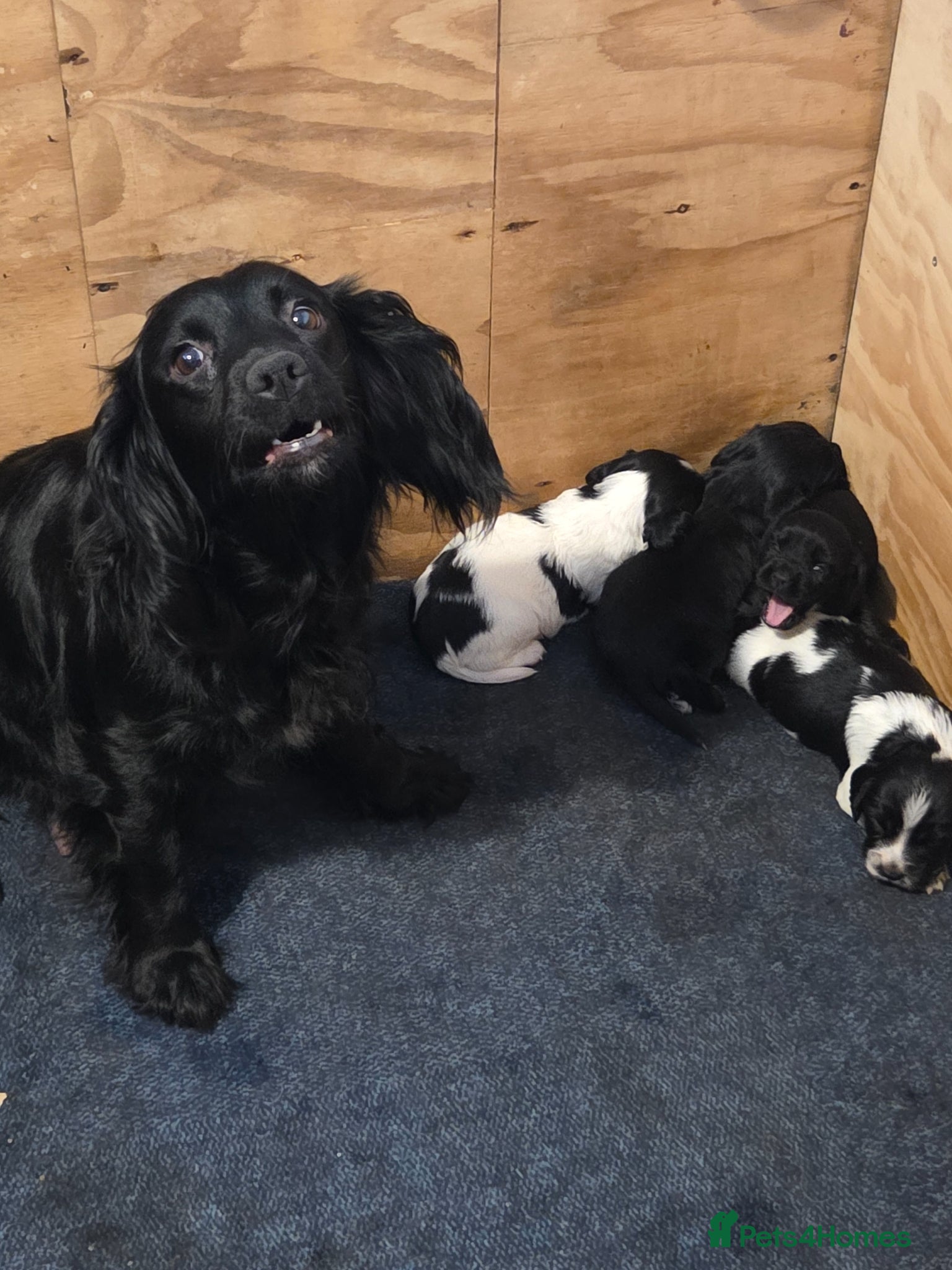 Sprocker dogs Sprocker puppies for sale  - Advert 1