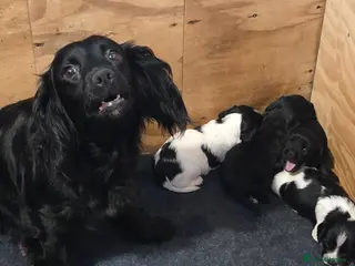 Sprocker dogs Sprocker puppies for sale - Advert 3