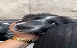 Border Collie dogs for sale: Beautiful 4 month old collie from working family - Image 5