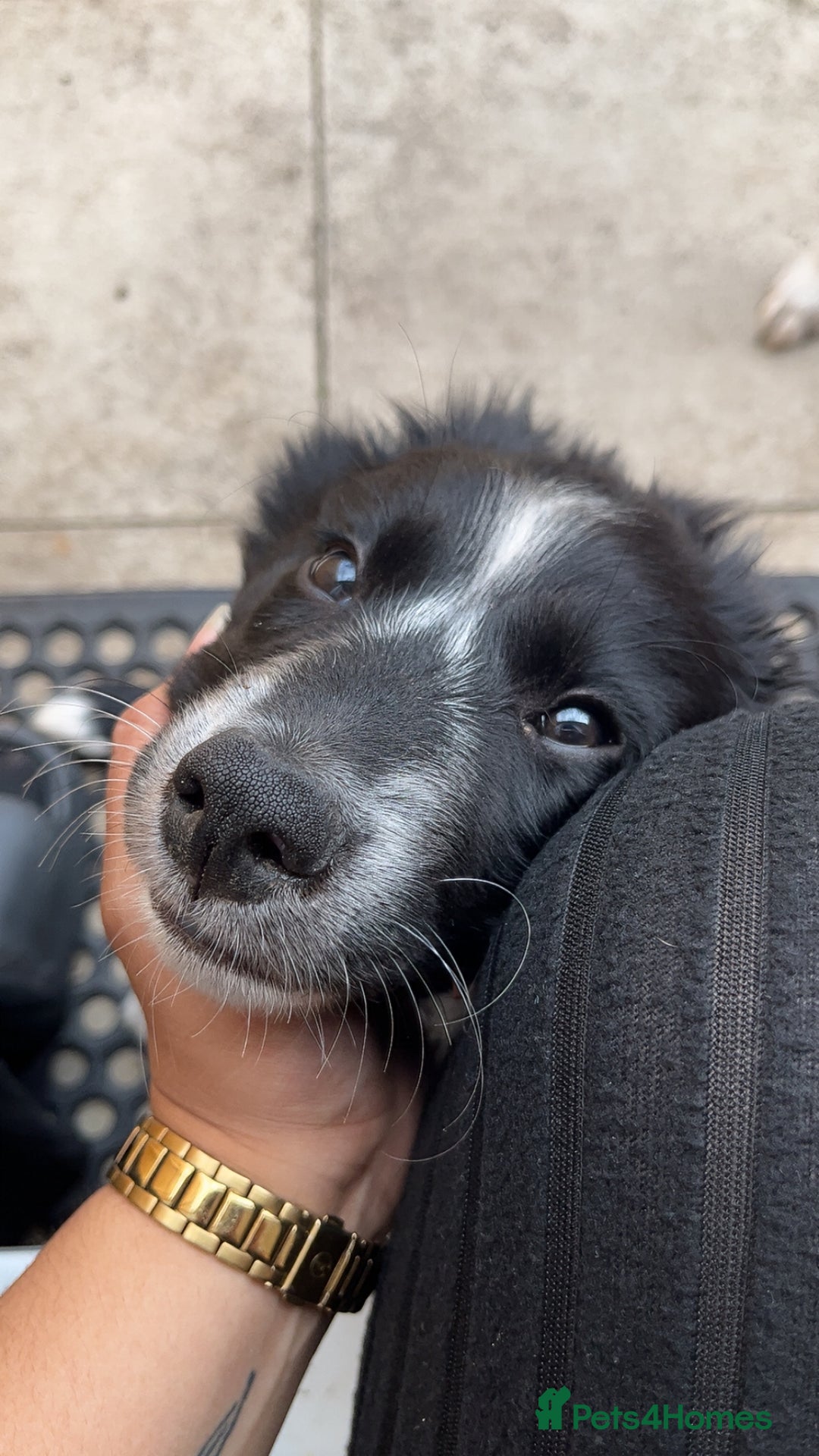 Border Collie dogs for sale: Beautiful 4 month old collie from working family - Image 5