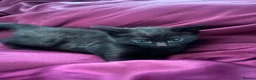 Mixed Breed cats for sale: 3 Kittens!! in Birmingham - Advert 5