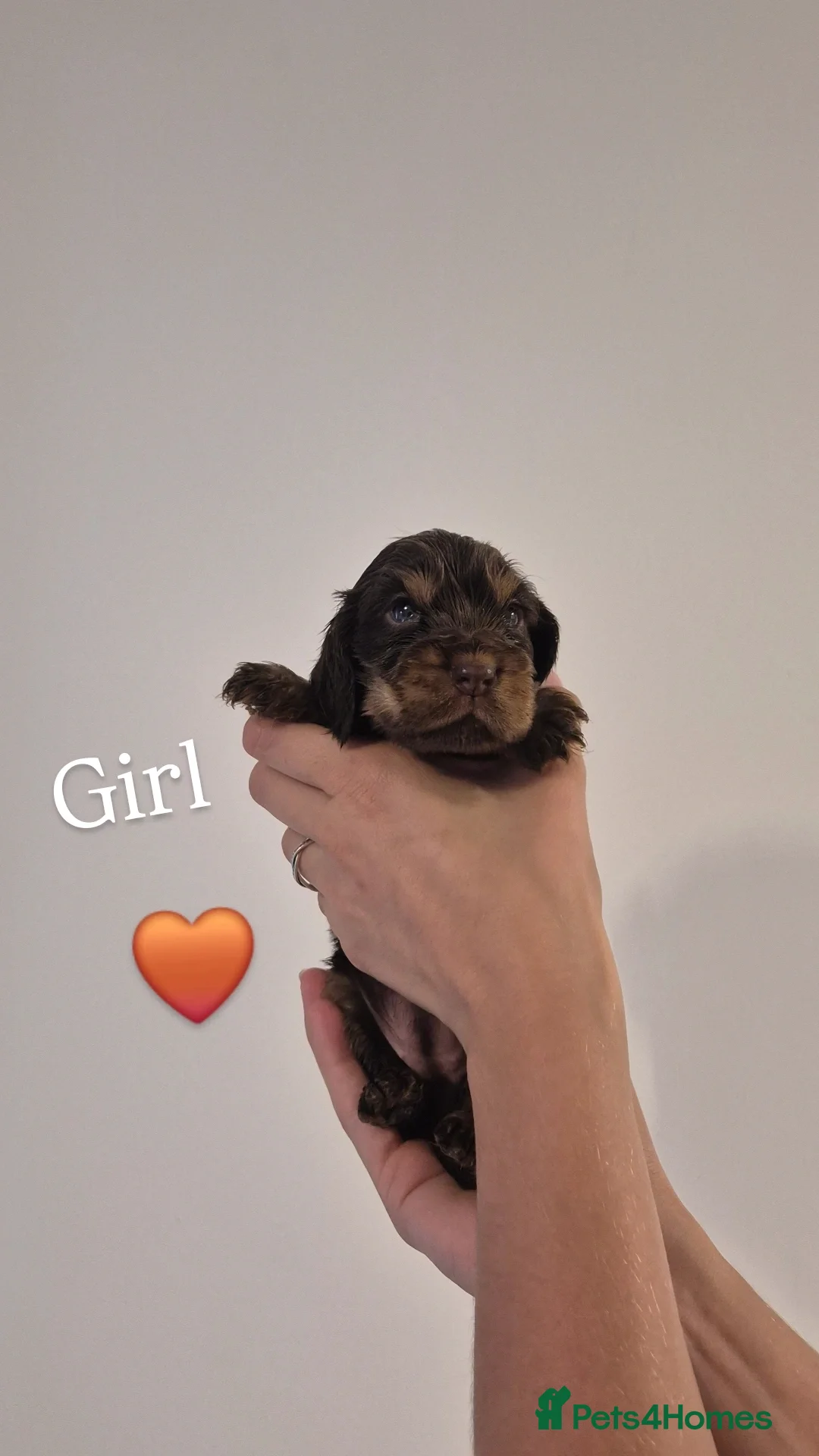 Cocker Spaniel dogs for sale: Kc show cocker spaniel puppies - Image 12