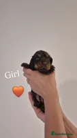 Cocker Spaniel dogs - Advert 11