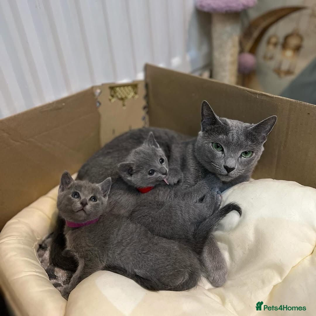 Russian Blue cats Russian Blue Kitten Available - Advert 1