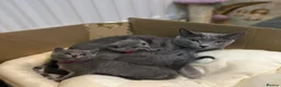 Russian Blue cats for sale: Russian Blue Kitten Available in London - Advert 1