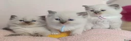 Ragdoll cats for sale: 5Gen Ped Ragdoll Kittens&Ready2Reserve - Advert 32