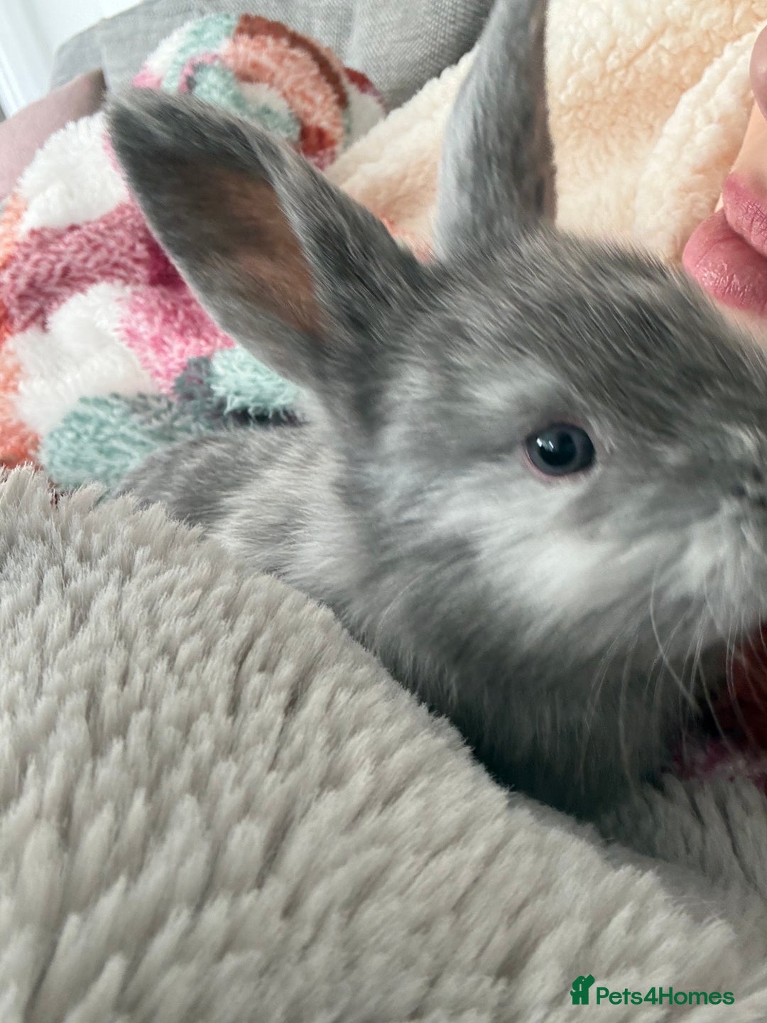 Mixed Breed rabbits for sale: Bunny family  - Advert 3