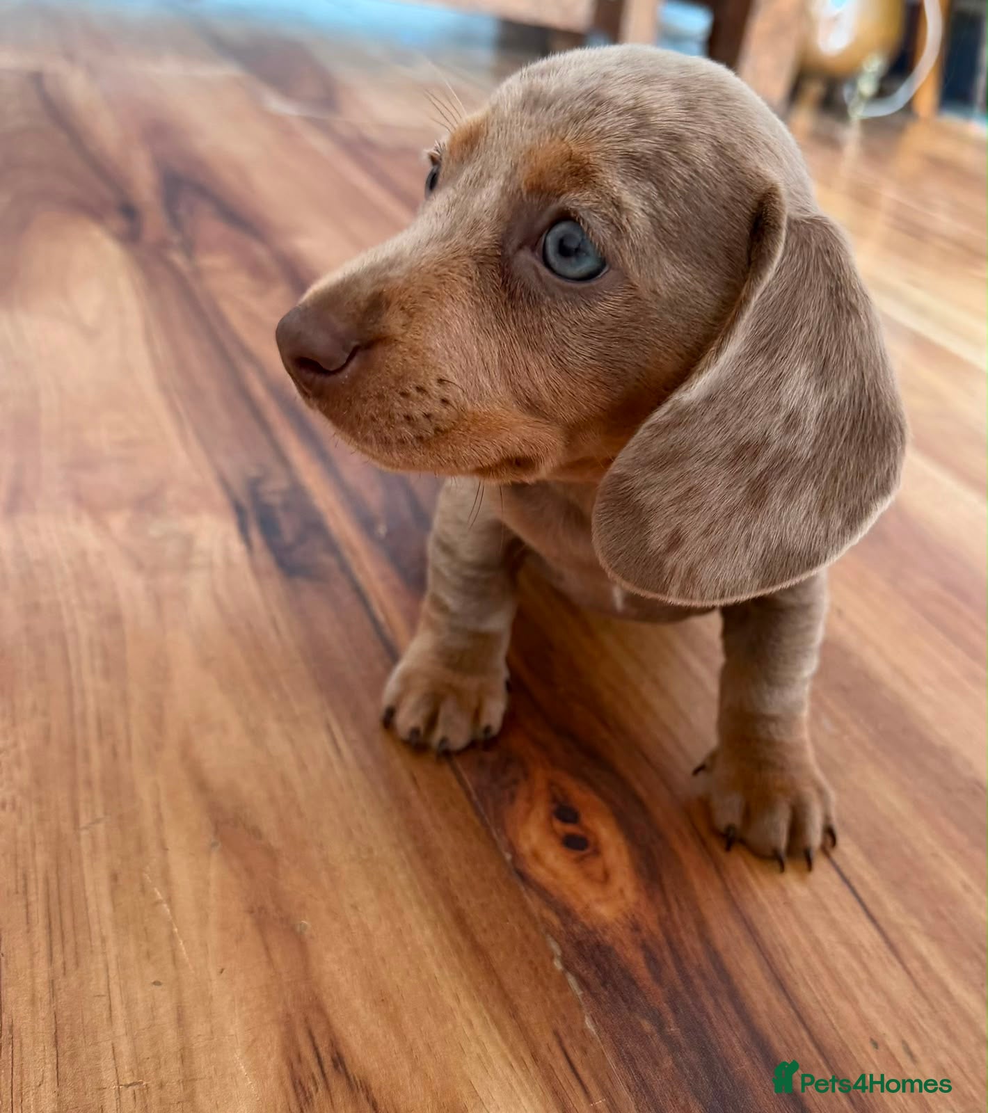 Miniature Dachshund dogs Miniature Dachshunds  - Advert 1