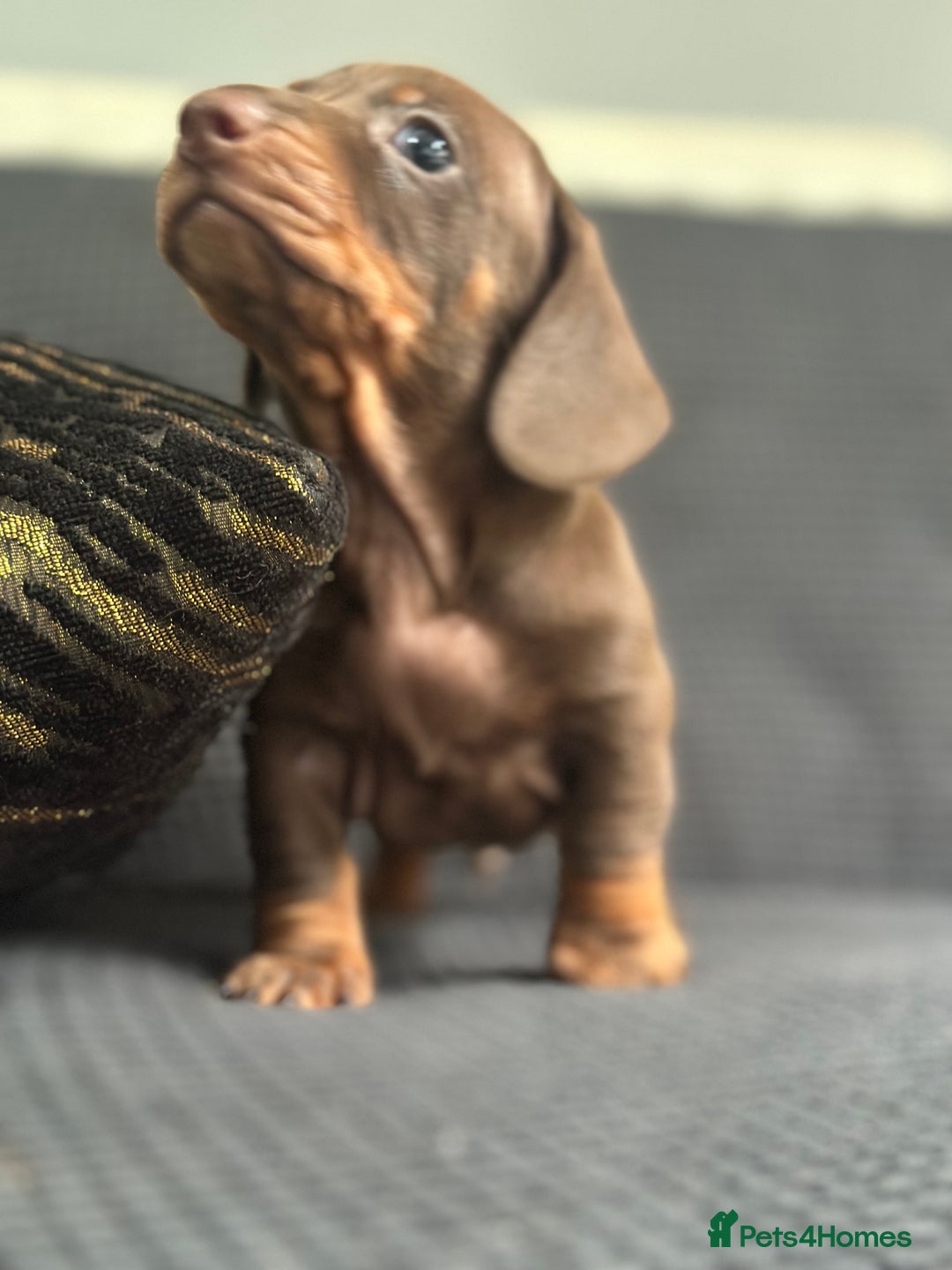Dachshund dogs for sale: GORGEOUS DACHSHUNDS PUPPIES - Image 21