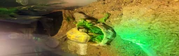 Tortoise reptiles for sale: Horsefield Tortoise, enclosure and accessories  - Advert 3