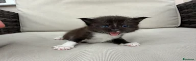 Maine Coon 4