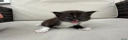 Maine Coon cats for sale: Maine Coon X’s - Advert 7