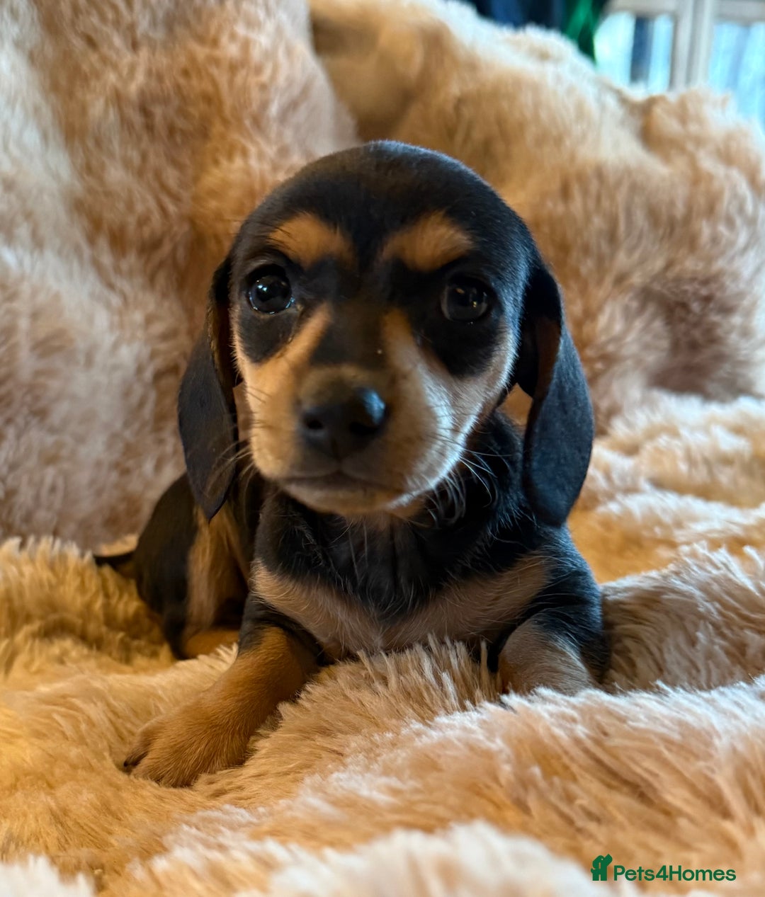 Dachshund dogs for sale: Dachshund pups Black and Tan  - Advert 1