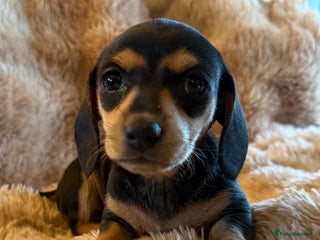 Dachshund dogs Dachshund pups Black and Tan - Advert 1