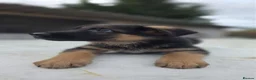 German Shepherd dogs for sale: KC Registered German Shepherd Pups - Advert 7