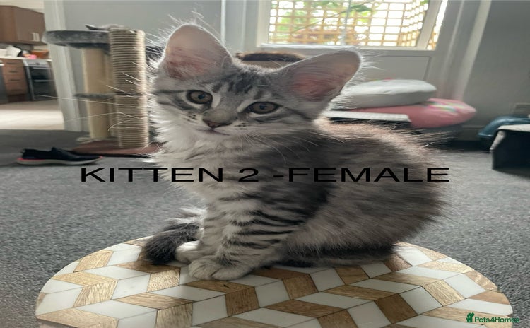 Maine Coon cats - Advert 5