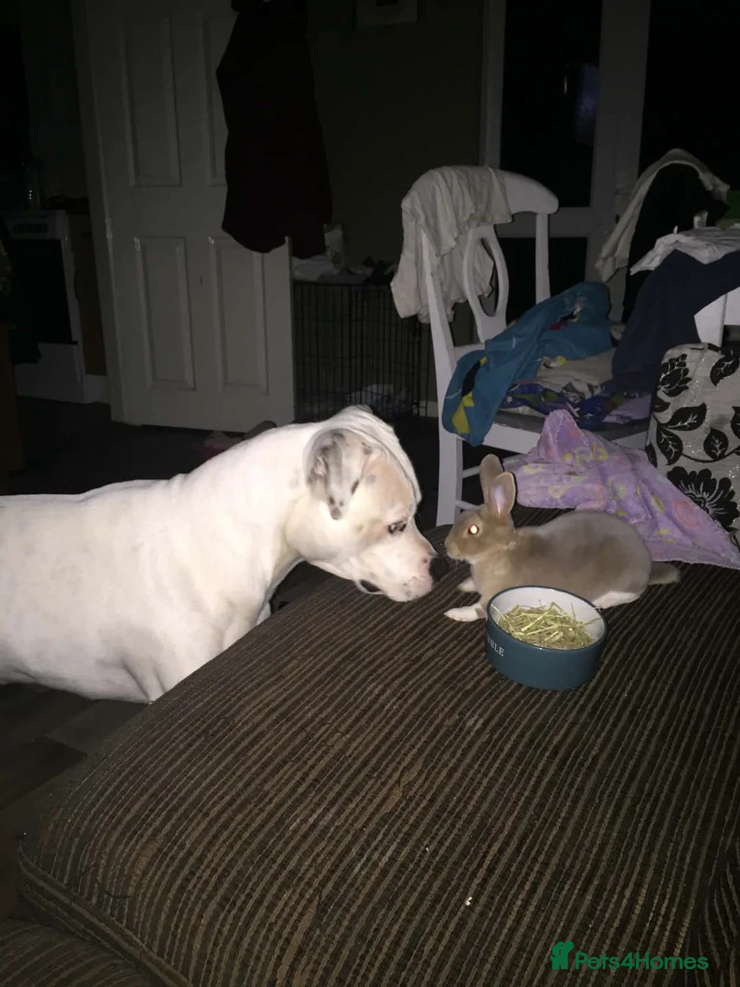 Staffordshire Bull Terrier dogs for stud: Handsome Jake  - Advert 2