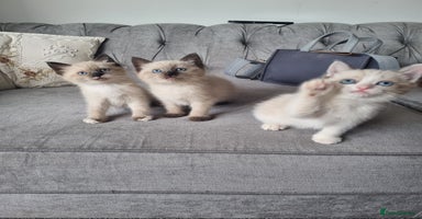 Ragdoll cats - Advert 13