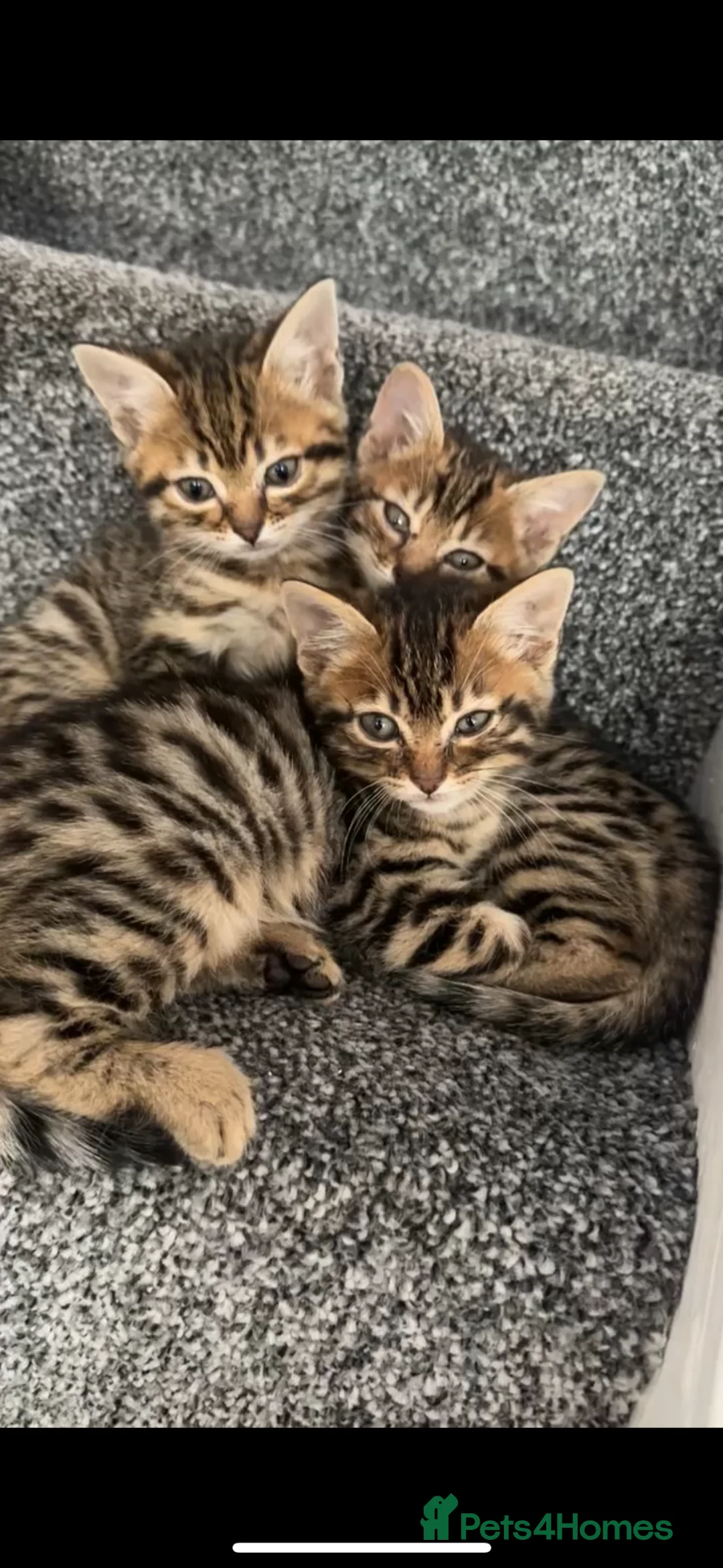 Mixed Breed cats for sale: Half bengal Half tabby cats for sale  in Smethwick - Advert 2