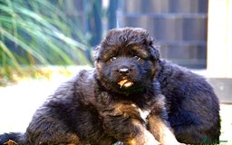 German Shepherd dogs for sale: 💥Champion🩸line KC Reg GermanShepherd puppy’s GSD - Image 29