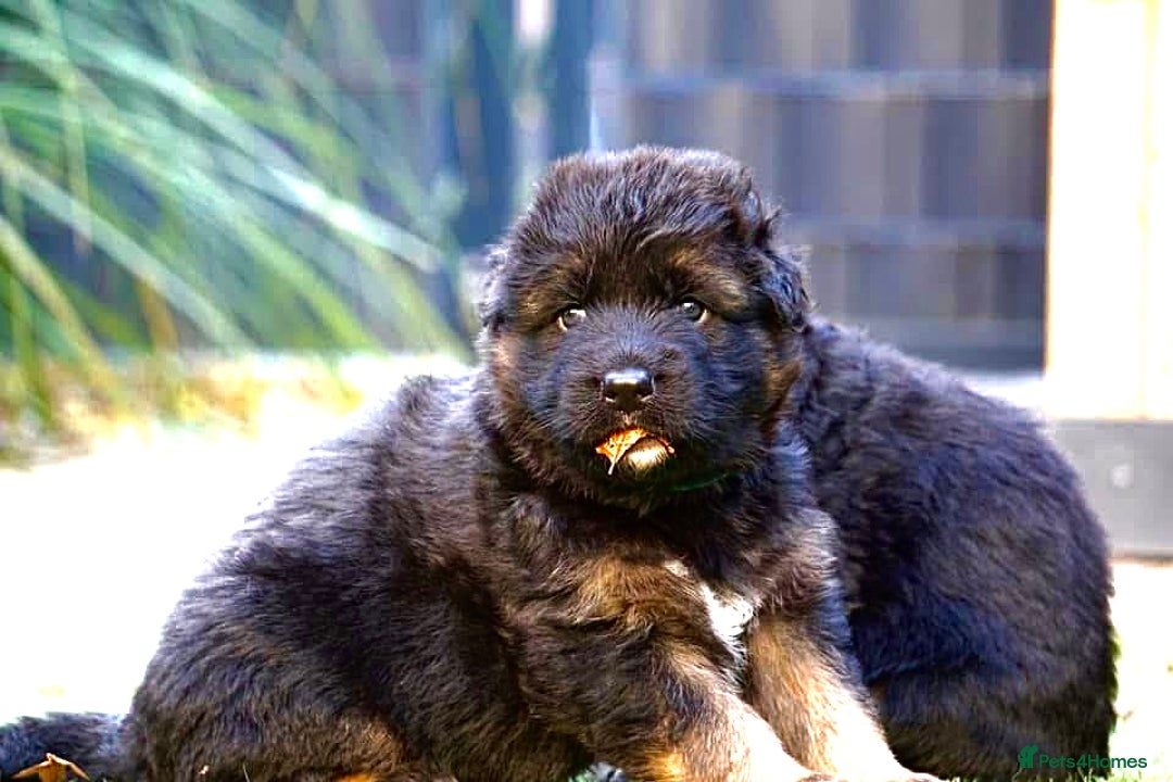 German Shepherd dogs for sale: 💥Champion🩸line KC Reg GermanShepherd puppy’s GSD - Image 29